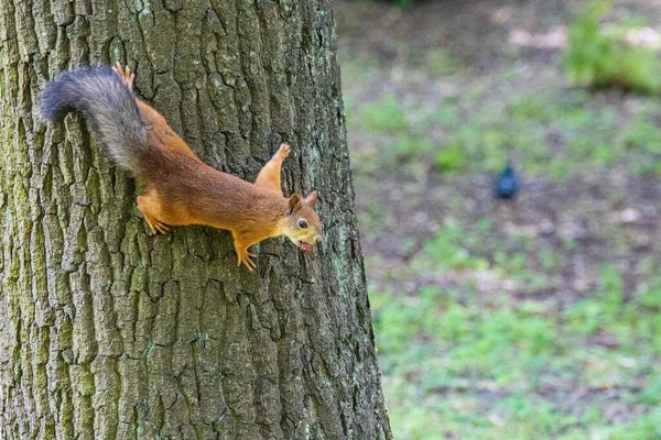 Squirrel in the summer in the Central Park in St. Petersburg — Stock Photo, Image