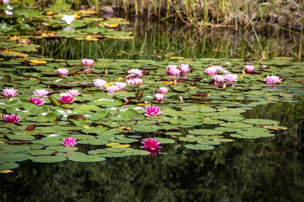 Lotes florescendo em uma lagoa em São Petersburgo — Fotografia de Stock
