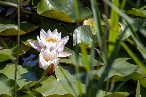 Blühende Lotusblüten in einem Teich in St. Petersburg — Stockfoto