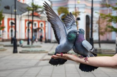 St. Petersburg 'da güvercinler elleriyle yer.