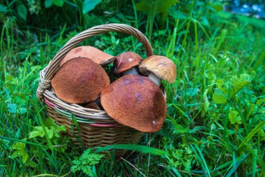 St. Petersburg 'da bir sepette Aspen mantarları