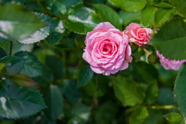 St. Petersburg 'da küçük bahçe gülleri
