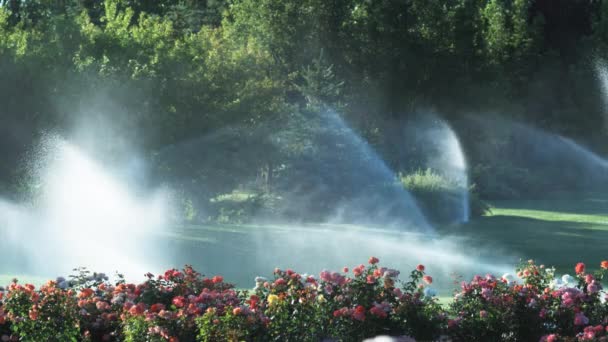 Aspersores de jardim pulverizando flores — Vídeo de Stock