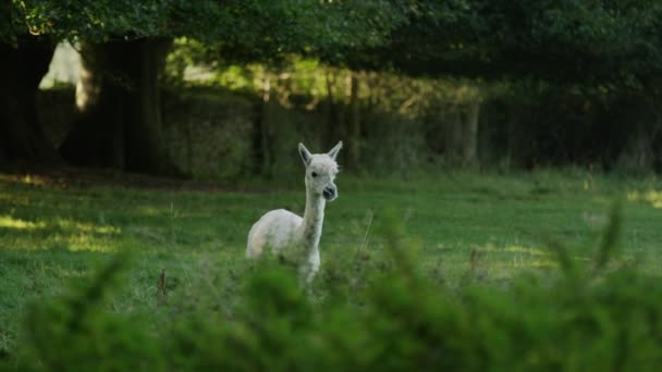 Llama caminando en el campo — Vídeos de Stock