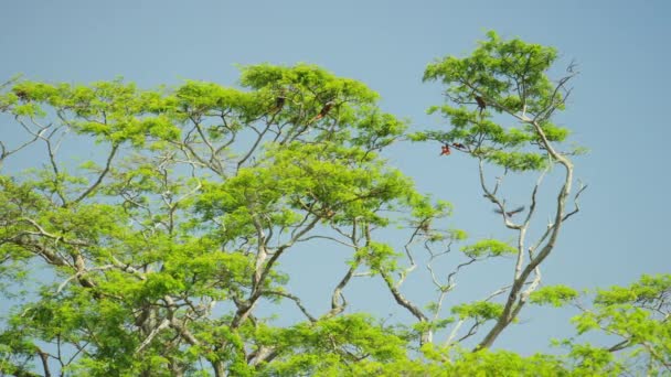 Guacamayos escarlata anidando en árboles — Vídeos de Stock