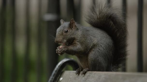 Eichhörnchen frisst Nuss auf Bank — Stockvideo