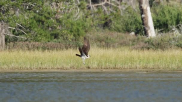 Vogel fliegt über See — Stockvideo