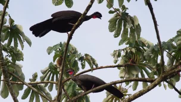 Crested guan birds in tree — Stock Video