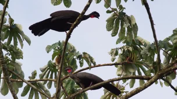 Gallinas de cresta en el árbol — Vídeos de Stock