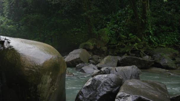 Ποτάμι ρέει μέσα από τα βράχια στο δάσος — Αρχείο Βίντεο