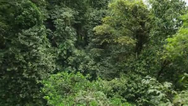 Ludzie ziplining w rainforest — Wideo stockowe