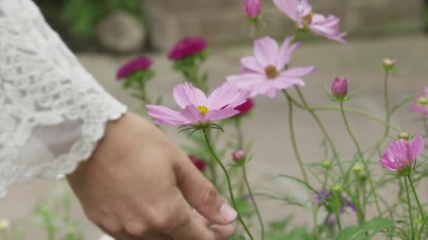 Female hand touching flower — Stock Video