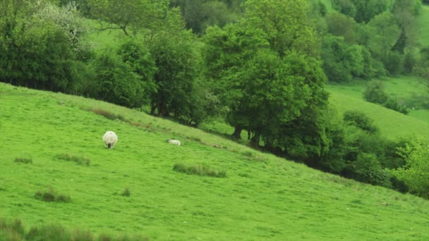 Paisagem rural com pastoreio de ovelhas — Vídeo de Stock