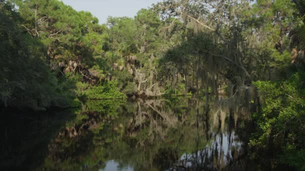 Árvores sobre lagoa — Vídeo de Stock