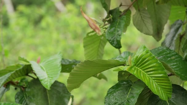 Rain falling on tree leaves — Stock Video