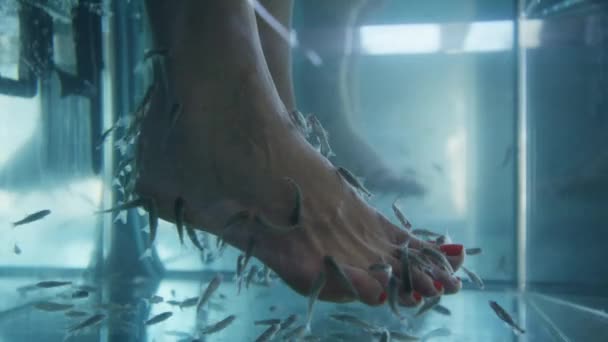 Fish nibbling feet of woman — Stock Video