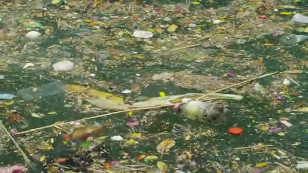 Забруднена вода поверхня — стокове відео