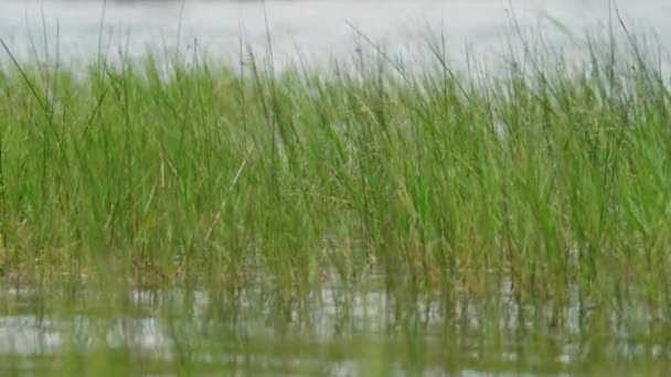 在清澈的湖中的芦苇 — 图库视频影像