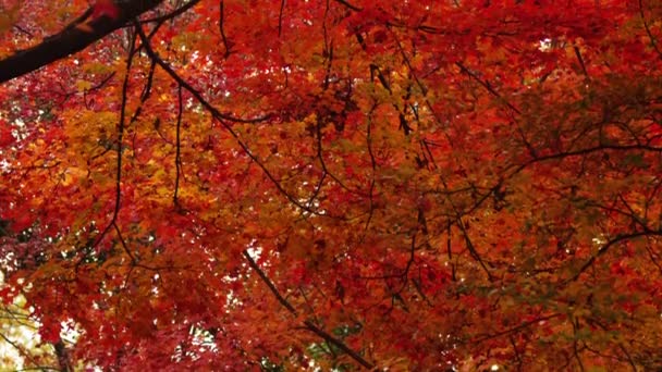 Árbol en colores otoño — Vídeo de stock