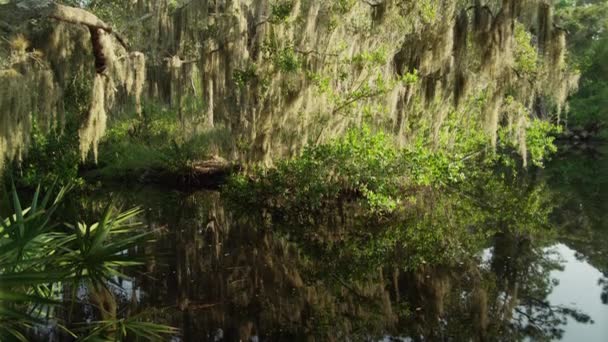 Trees over pond — Stock Video