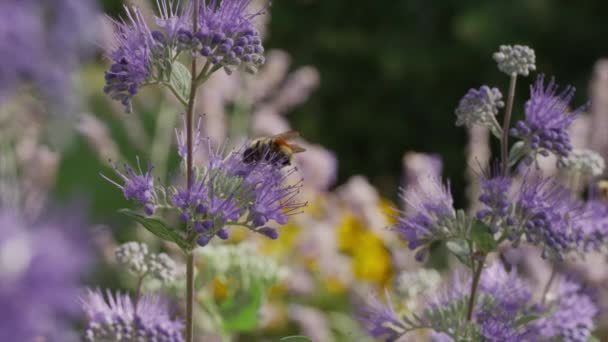 Бджола запилює фіолетові квіти — стокове відео