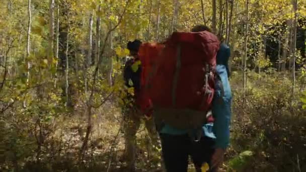 Casal caminhadas na trilha florestal — Vídeo de Stock