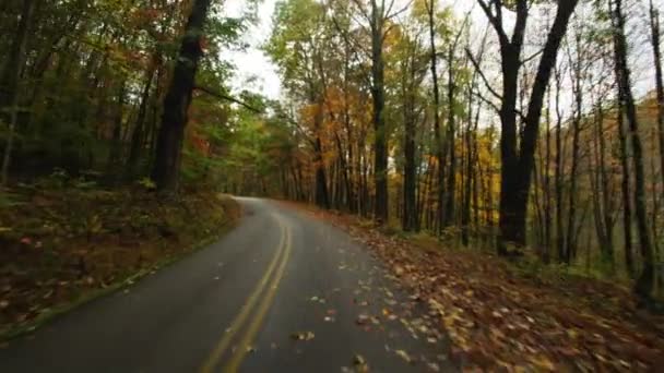 Driving trees lined rural road — Stock Video