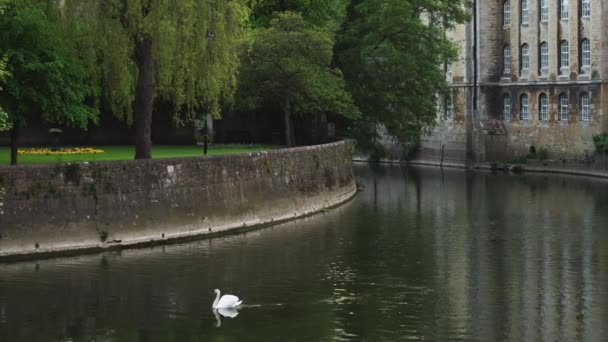 Zwaan in midden van rivier — Stockvideo