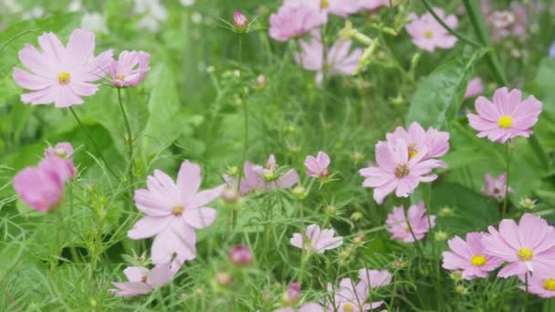 Hermosas flores silvestres de color rosa — Vídeos de Stock