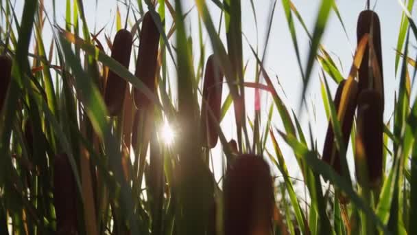 Sol brillando a través del cattail — Vídeo de stock
