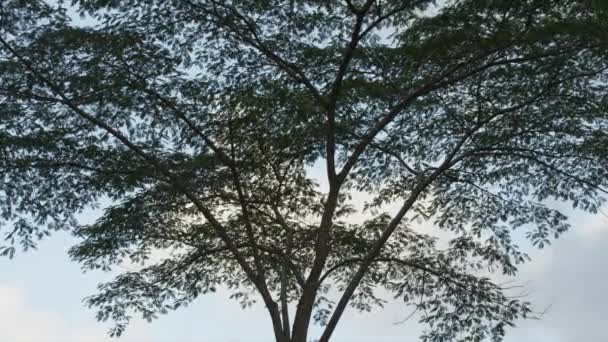 Вид на красиве дерево — стокове відео