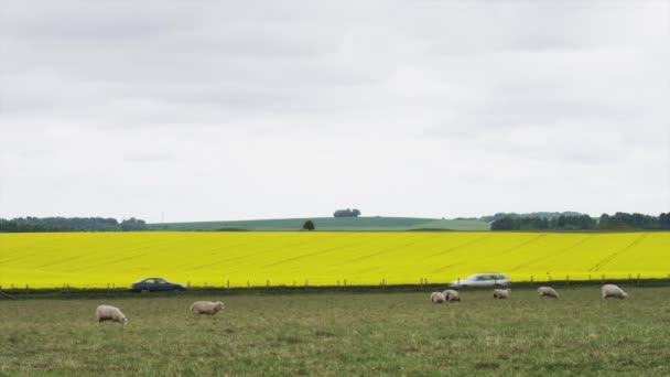 Sheep grazing and traffic moving — Stock Video