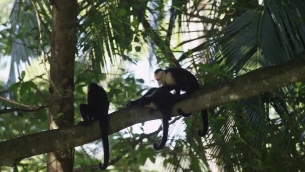 Singe toilettage un autre singe dans l'arbre — Video