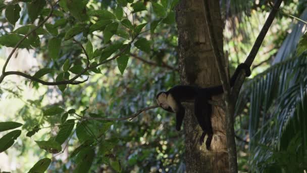 Pose de singe sur une branche d'arbre — Video