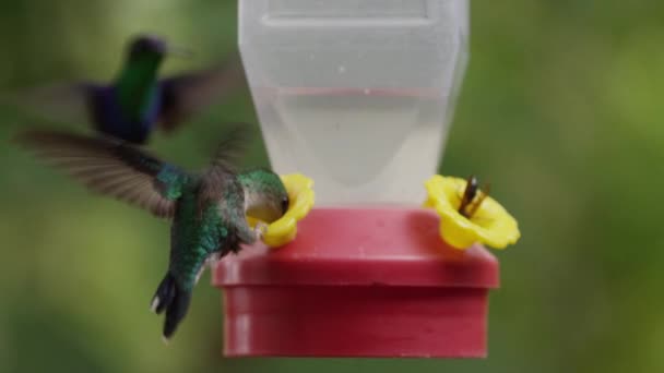 Pájaros tarareando en pajarera — Vídeo de stock