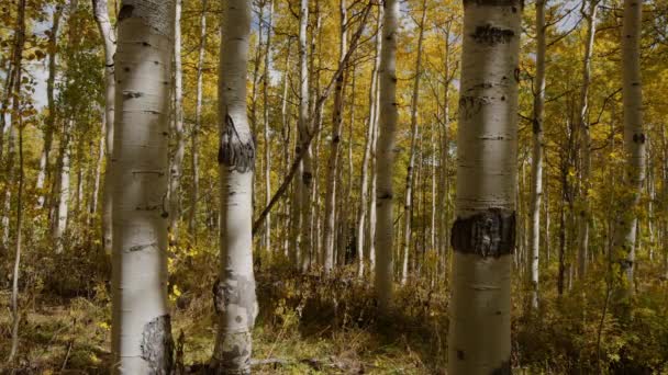 Осіннє листя на деревах в лісі — стокове відео