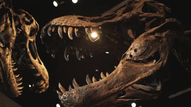 Esqueleto de dinossauro no museu de história natural — Vídeo de Stock