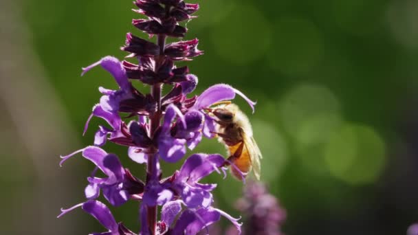 Abeja miel polinizando flores púrpuras — Vídeos de Stock