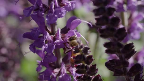 Abeja miel polinizando flores púrpuras — Vídeos de Stock