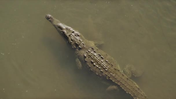 Krokodillen zwemmen in water — Stockvideo