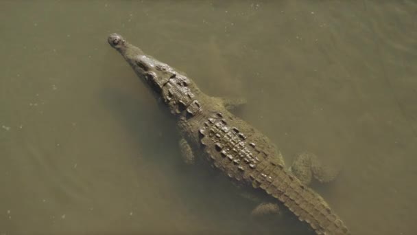 Cocodrilos nadando en el agua — Vídeo de stock