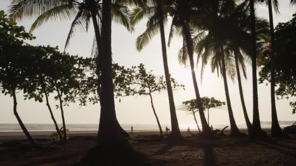 Palmen bomen op strand — Stockvideo
