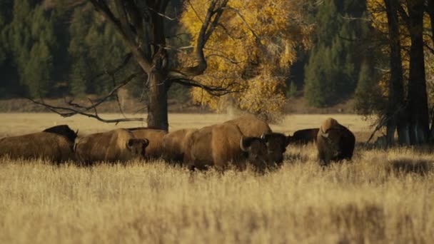 Bisons grazing in field — Stock Video