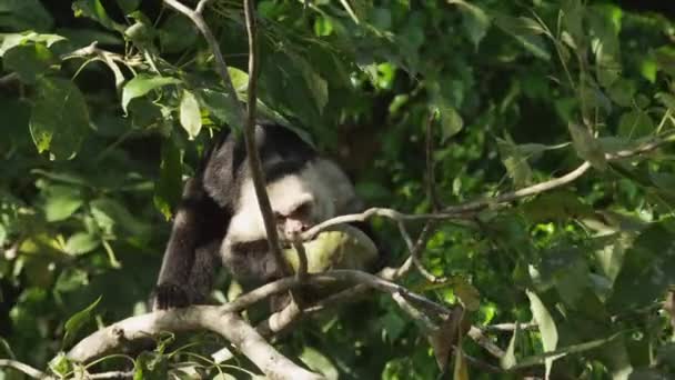 Capuchin apan äter något — Stockvideo