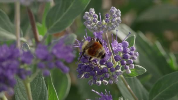 Abeja polinizar flores púrpura — Vídeos de Stock