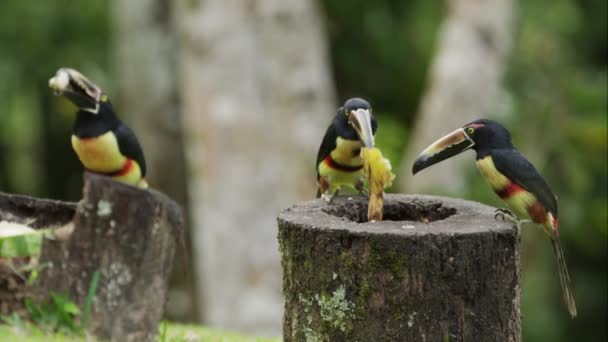 Tres tucanes comiendo — Vídeos de Stock