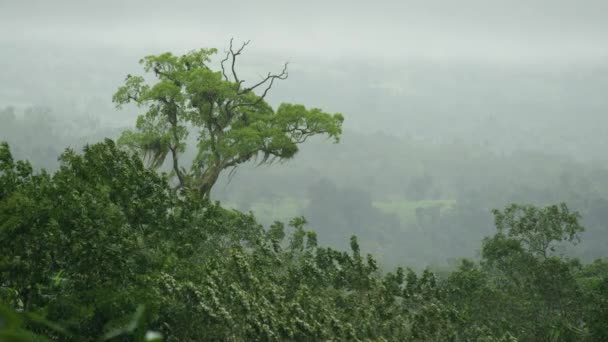 비 숲 바람에 나무 꼭대기 — 비디오