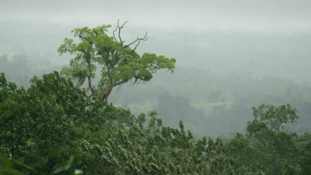 Selva tropical copas de árboles en el viento — Vídeo de stock