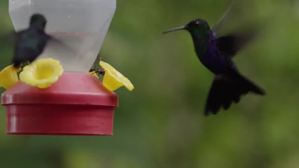 Pájaros tarareando en pajarera — Vídeos de Stock