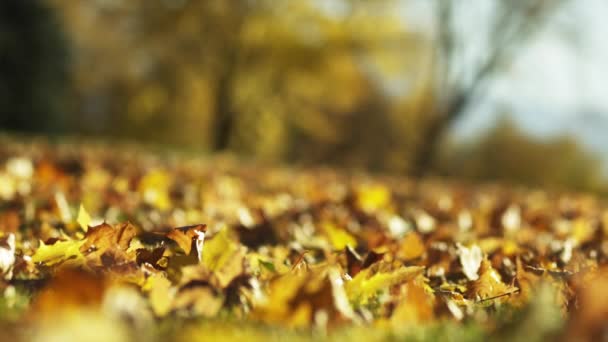 Hojas de otoño en el parque — Vídeo de stock